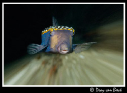 Speedy boxfish. by Dray Van Beeck 